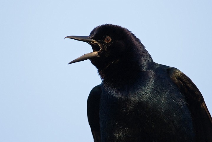 Bootschwanzgrackel Quiscalus major Boat-tailed Grackle